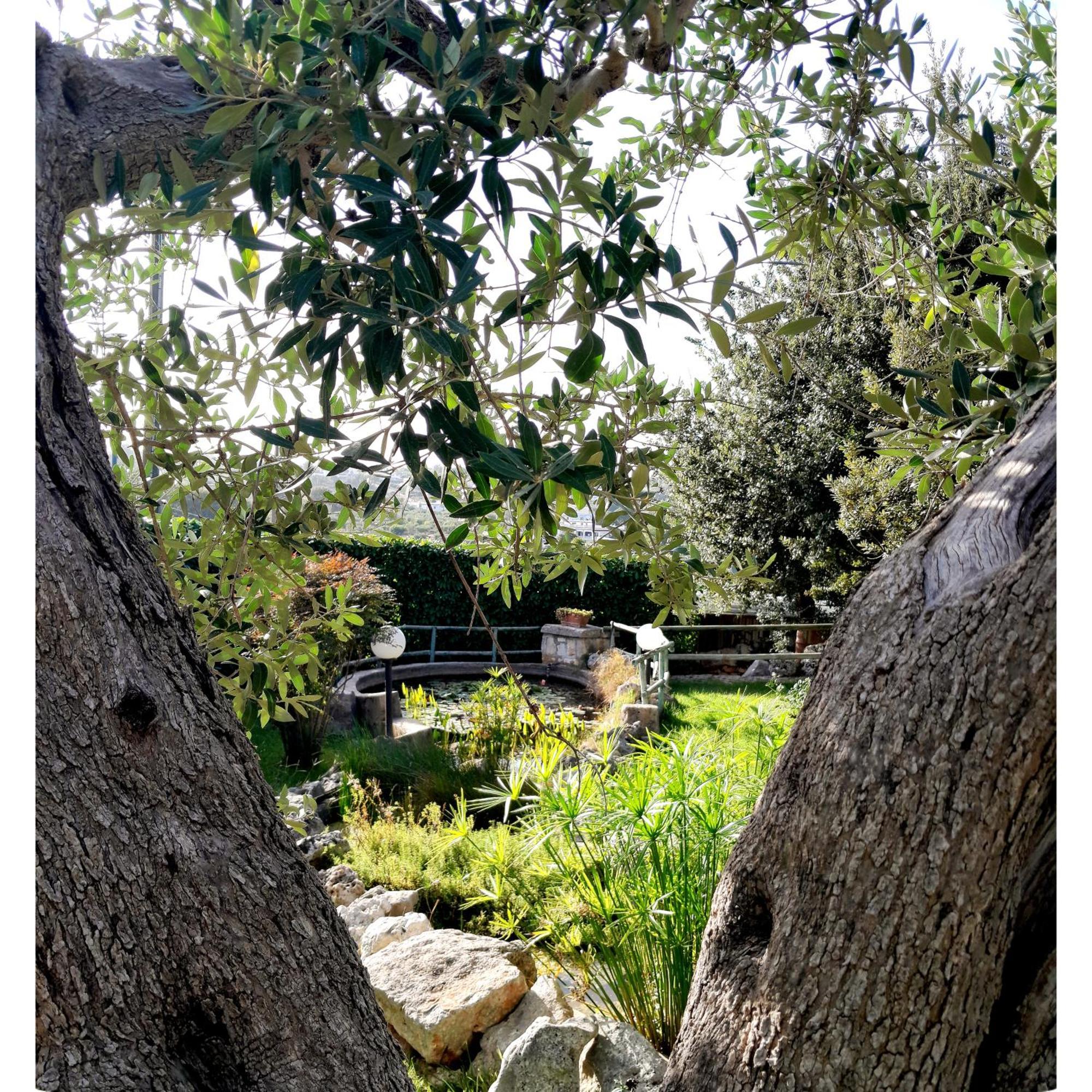 La Rosa Dei Trulli B&B Alberobello Bagian luar foto