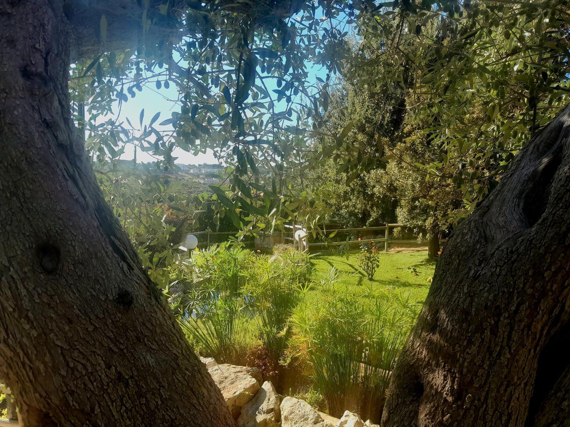 La Rosa Dei Trulli B&B Alberobello Bagian luar foto