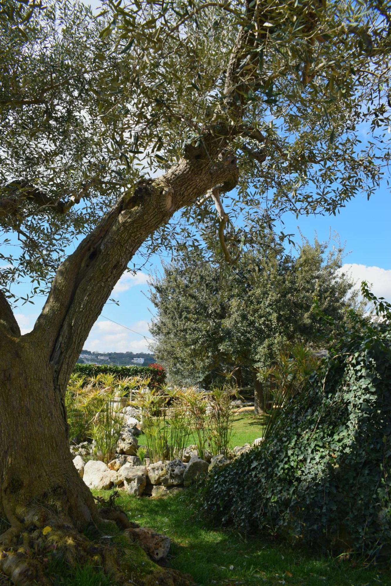 La Rosa Dei Trulli B&B Alberobello Bagian luar foto